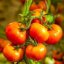 Томат Сафари F1