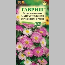 Астра Мацумото Белая с розовым краем