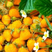 Земляника Желтое чудо