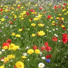 Газонная трава Цветочная поляна 100г (коробка) (большой пакет)