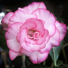 Адениум Гвоздики (тучный) (большой пакет)