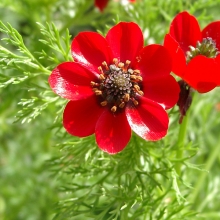 Адонис Красный летний