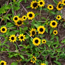 Санвиталия Маленькие Подсолнухи (распростертая)