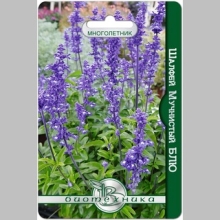 Шалфей Блю (мучнистый)