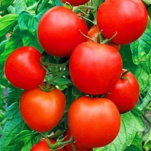 Томат Челябинский Засол