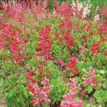 Гейхера Огни Москвы смесь