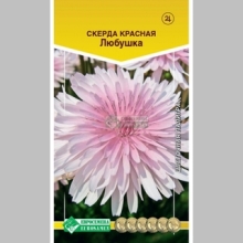 Скерда Любушка красная (крепис)