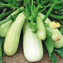 Кабачок Белоплодные