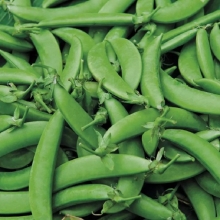 Горох Делиза