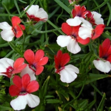 Немезия Макарена