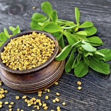 Пажитник Касури