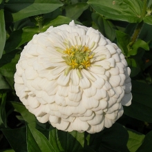 Цинния Исполин белый