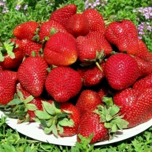 Земляника (Клубника) Гигант русский F1