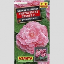 Бегония Америгибрид Пикоти F1 Розовое кружево