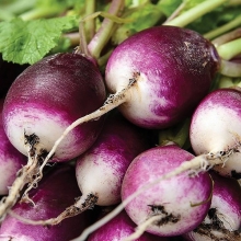 Редис Диана