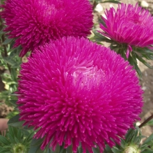 Астра Мерлин Пурпурный