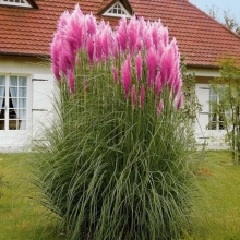 Пампасная трава Розовая (большой пакет)