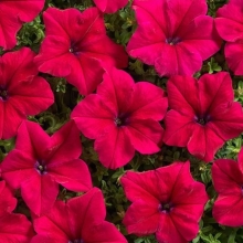 Петуния Водопадия F1 Бургундия