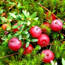 Клюква Бен Лир