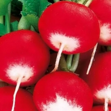 Редис Политез