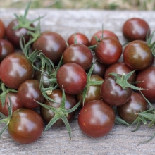 Томат Афро-черри