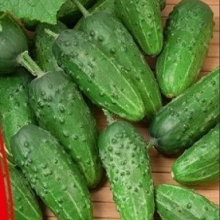 Огурец Моника F1 (большой пакет)