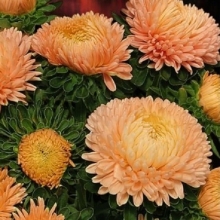 Астра Хризантелла Золотая осень