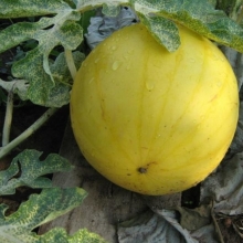 Арбуз Подарок солнца