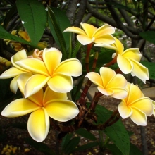 Плюмерия Манго (большой пакет)