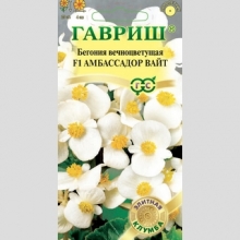 Бегония Амбассадор Вайт F1 вечноцветущая