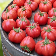 Томат Марманде