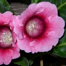 Глоксиния Харизма Розовая