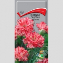 Гвоздика Авранчин (садовая)