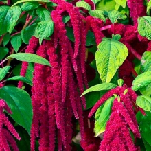 Амарант Малиновые бусы