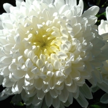 Астра Хризантелла Призрак оперы