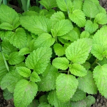 Мелисса Лимонный бальзам