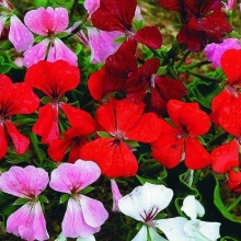 Герань Водопад лета F1 смесь (ампельная)