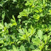 Тригонелла Грибная Трава