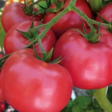 Томат Кукла Даша F1