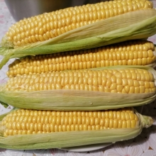 Кукуруза Утренняя песня F1