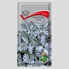 Цинерария Снежок