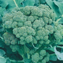 Капуста Источник силы