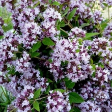 Душица Кудесница