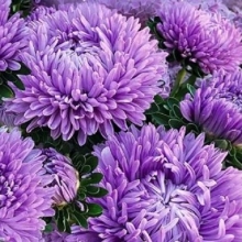 Астра Хризантелла Сиреневый туман