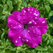 Петуния Дот Стар F1 Темно-фиолетовая