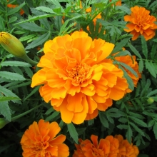 Бархатцы Петит Оранжевый