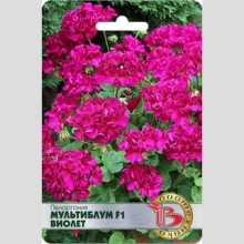 Пеларгония Мультиблум F1 Виолет