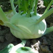 Капуста Венская белая-1350