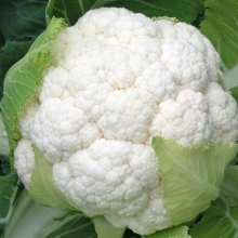 Капуста Балдо F1 цветная