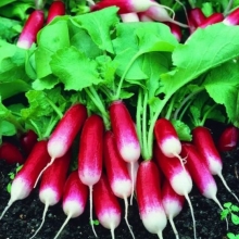 Редис Полинка